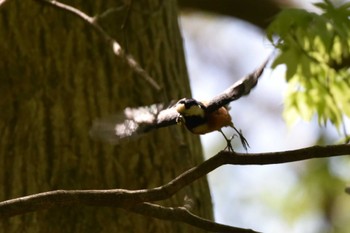 ヤマガラ 蔵王野鳥の森 2022年4月30日(土)