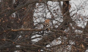 ヤツガシラ つつじが岡公園 2017年12月24日(日)