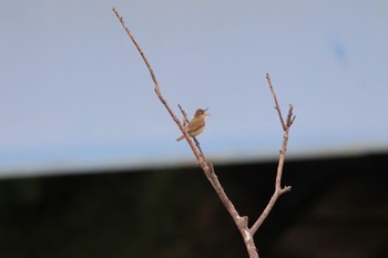 Oriental Reed Warbler 札幌モエレ沼公園 Wed, 6/1/2022