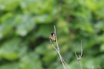 Amur Stonechat 札幌モエレ沼公園 Wed, 6/1/2022