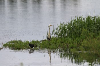 アオサギ 札幌モエレ沼公園 2022年6月1日(水)