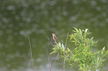 Black-browed Reed Warbler 札幌モエレ沼公園 Wed, 6/1/2022