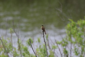 Masked Bunting 札幌モエレ沼公園 Wed, 6/1/2022