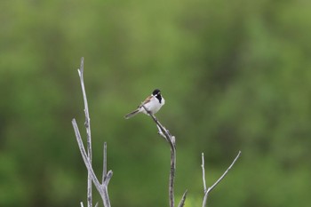 2022年6月1日(水) 札幌モエレ沼公園の野鳥観察記録