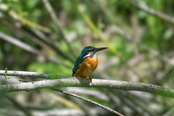 Common Kingfisher 札幌 Sun, 5/29/2022