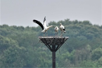 コウノトリ 渡良瀬遊水地 2022年5月31日(火)