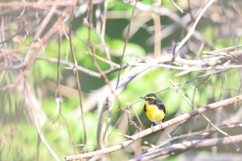 Narcissus Flycatcher Tobishima Island Sat, 5/7/2022