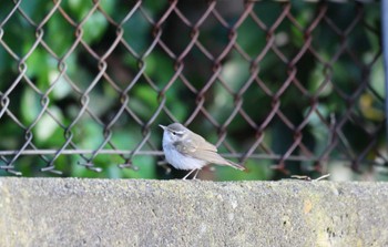 Sakhalin Leaf Warbler Tobishima Island Sun, 5/8/2022