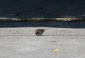 Little Bunting Tobishima Island Tue, 5/10/2022