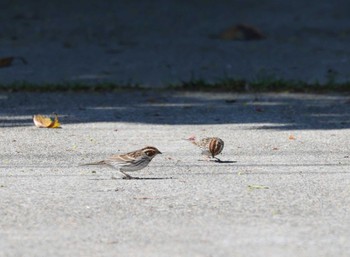 Little Bunting Tobishima Island Tue, 5/10/2022