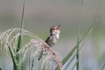 Oriental Reed Warbler 多摩川 Sat, 5/28/2022