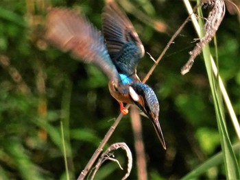 2022年6月1日(水) 舞岡公園の野鳥観察記録