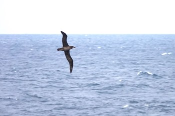 Fri, 5/20/2022 Birding report at Miyakejima Island