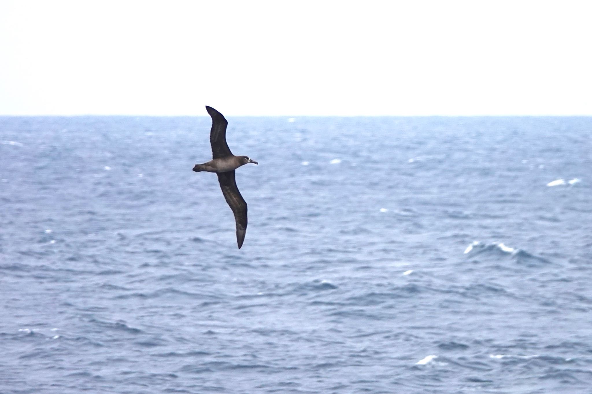 Photo of Black-footed Albatross at Miyakejima Island by のどか