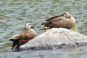 Eastern Spot-billed Duck 江津湖 Sun, 5/29/2022