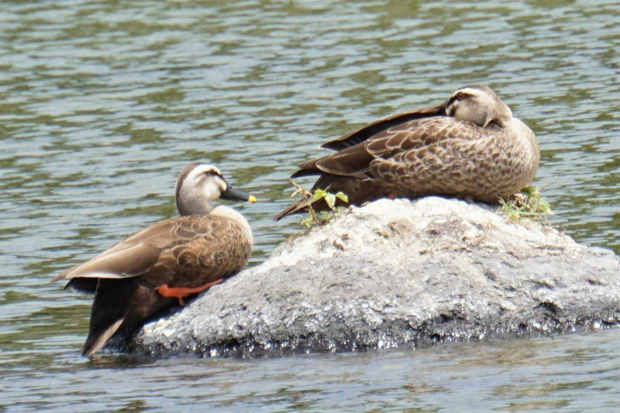 Photo of Eastern Spot-billed Duck at 江津湖 by Joh