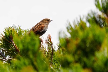 Japanese Accentor 乗鞍岳畳平 Sun, 5/29/2022