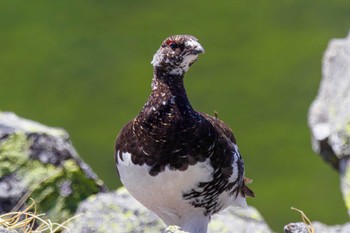 Rock Ptarmigan 乗鞍岳畳平 Sun, 5/29/2022