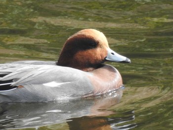 Eurasian Wigeon 創成川緑地(札幌) Fri, 11/5/2021