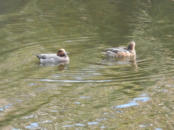 Eurasian Wigeon 創成川緑地(札幌) Fri, 11/5/2021