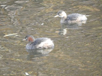 Little Grebe 創成川緑地(札幌) Fri, 11/5/2021