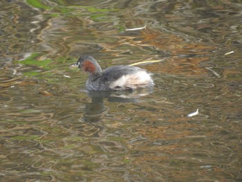 Little Grebe 創成川緑地(札幌) Fri, 11/5/2021