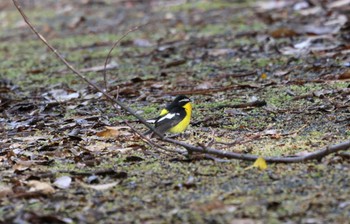 Yellow-rumped Flycatcher Tobishima Island Sun, 5/8/2022