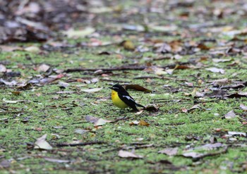 Yellow-rumped Flycatcher Tobishima Island Sun, 5/8/2022