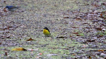 Yellow-rumped Flycatcher Tobishima Island Sun, 5/8/2022