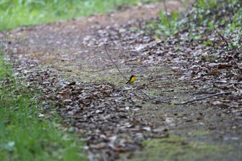 Yellow-rumped Flycatcher Tobishima Island Sun, 5/8/2022