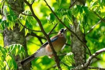 2022年5月28日(土) 平湯温泉の野鳥観察記録