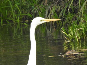 Great Egret 創成川緑地(札幌) Fri, 11/5/2021