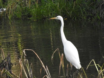 Great Egret 創成川緑地(札幌) Fri, 11/5/2021