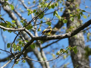 Sat, 5/28/2022 Birding report at Togakushi Forest Botanical Garden