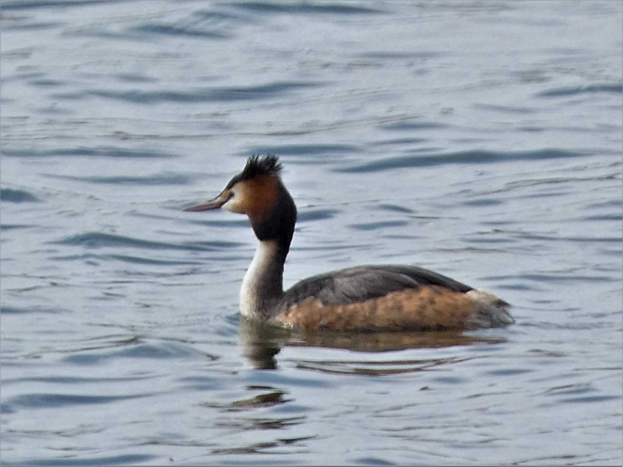 Great Crested Grebe