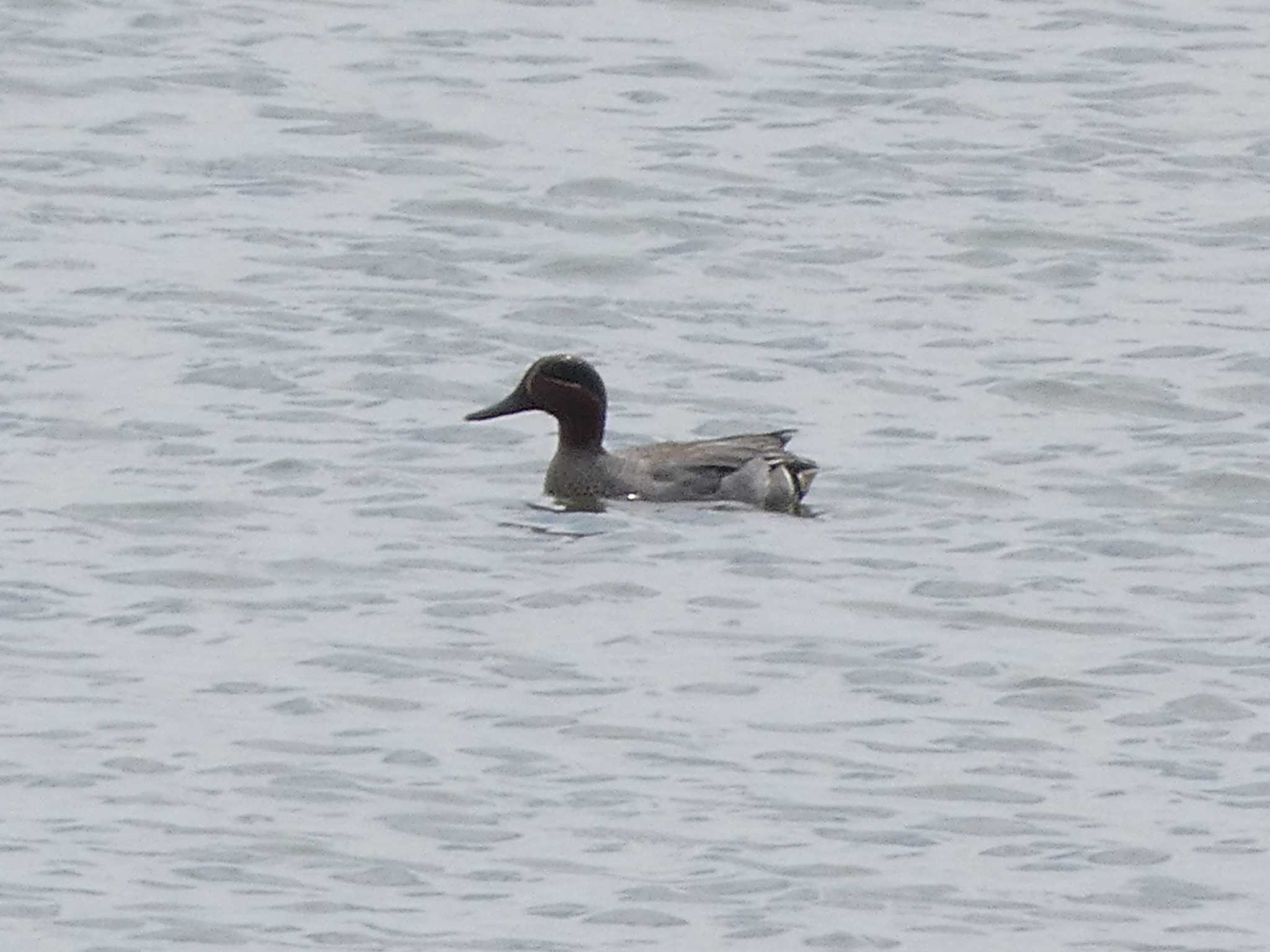 Photo of Eurasian Teal at 木場潟(石川県小松市) by koshi