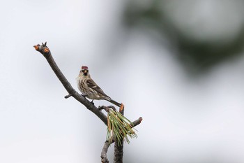 Common Redpoll Unknown Spots Sat, 11/11/2017