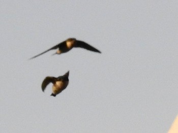 Asian House Martin 淀川河川公園 Wed, 6/1/2022