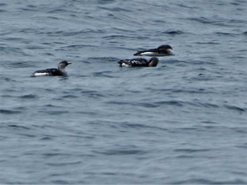 2022年4月11日(月) 越前海岸の野鳥観察記録