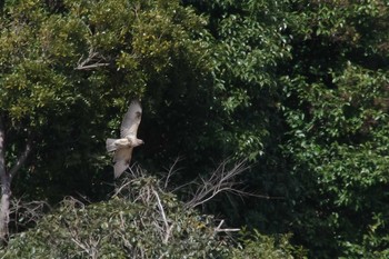 ノスリ 葛西臨海公園 2017年3月18日(土)