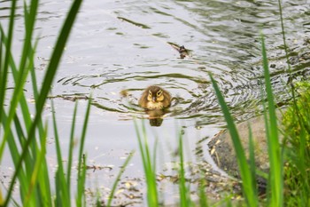 オシドリ 中島公園 2022年6月1日(水)