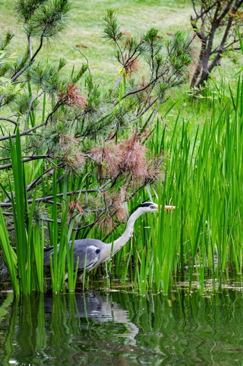 アオサギ 中島公園 2022年6月1日(水)