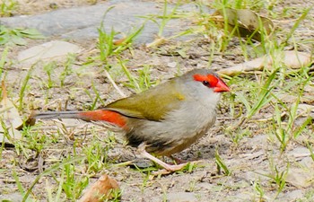 Red-browed Finch Field of Mars Reserve, East Ryde, NSW, Australia Wed, 9/2/2020