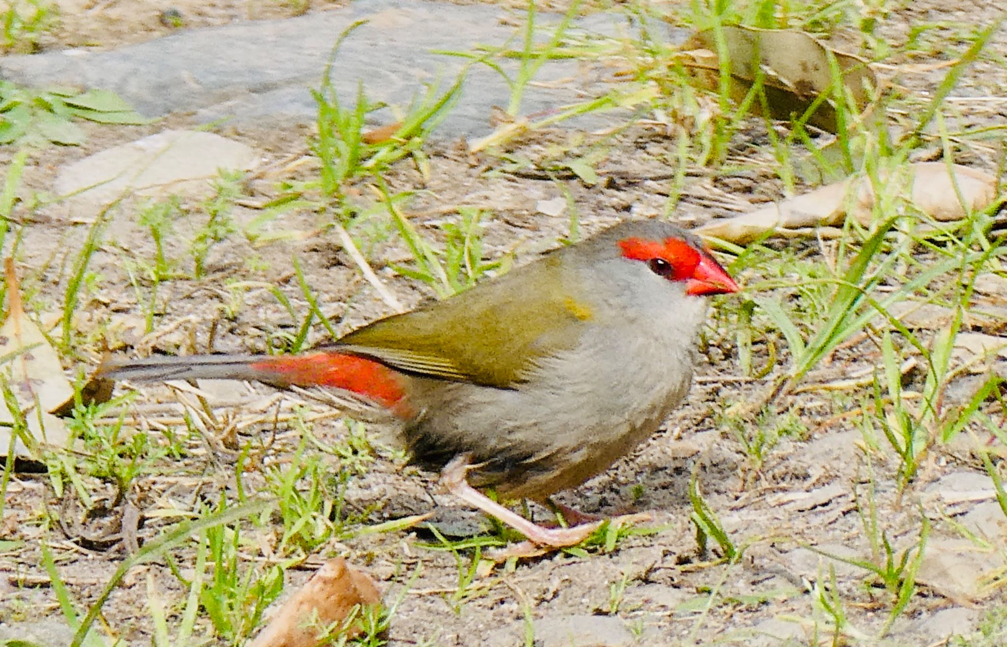 Field of Mars Reserve, East Ryde, NSW, Australia フヨウチョウの写真 by Maki