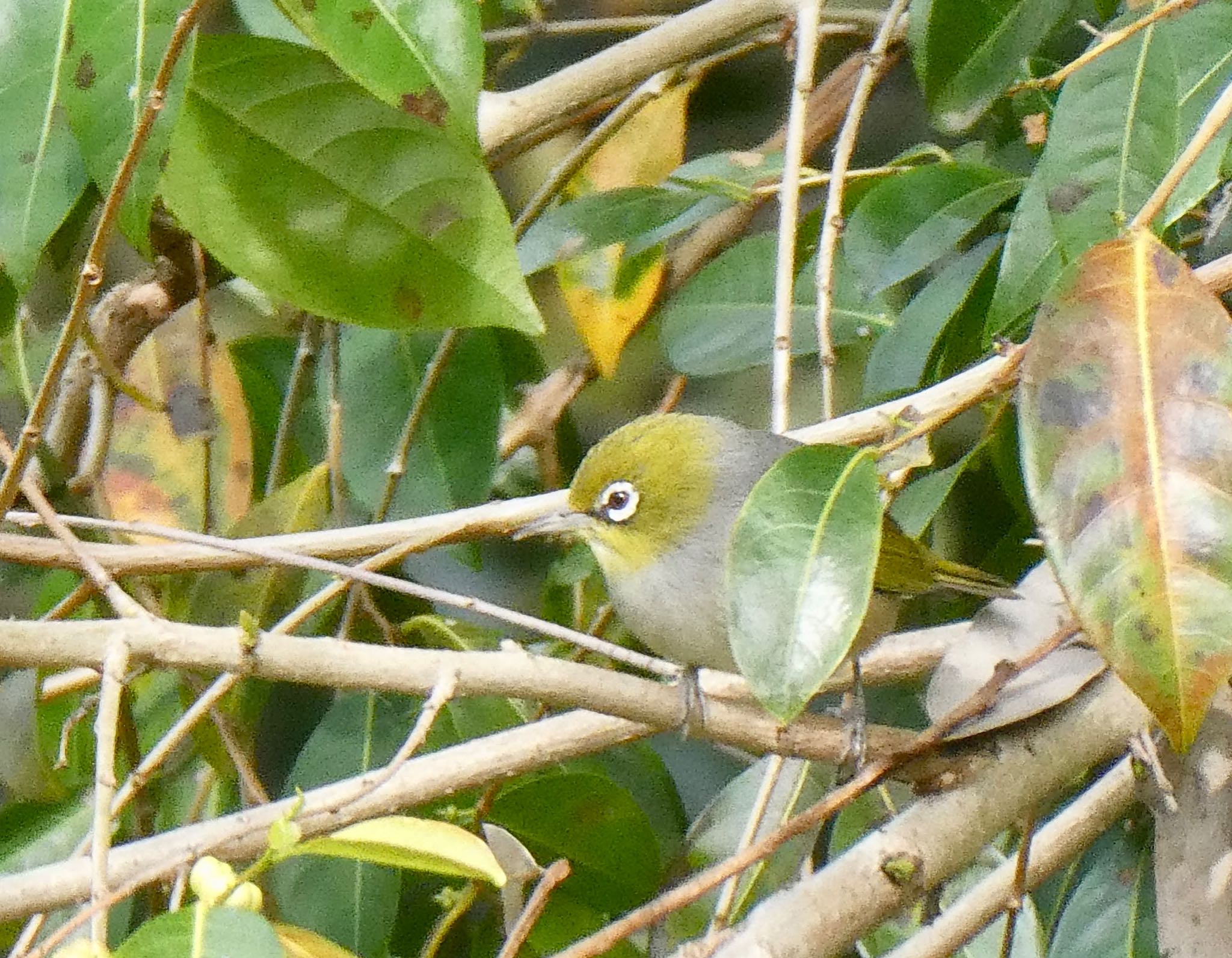 Photo of Silvereye at Field of Mars Reserve, East Ryde, NSW, Australia by Maki