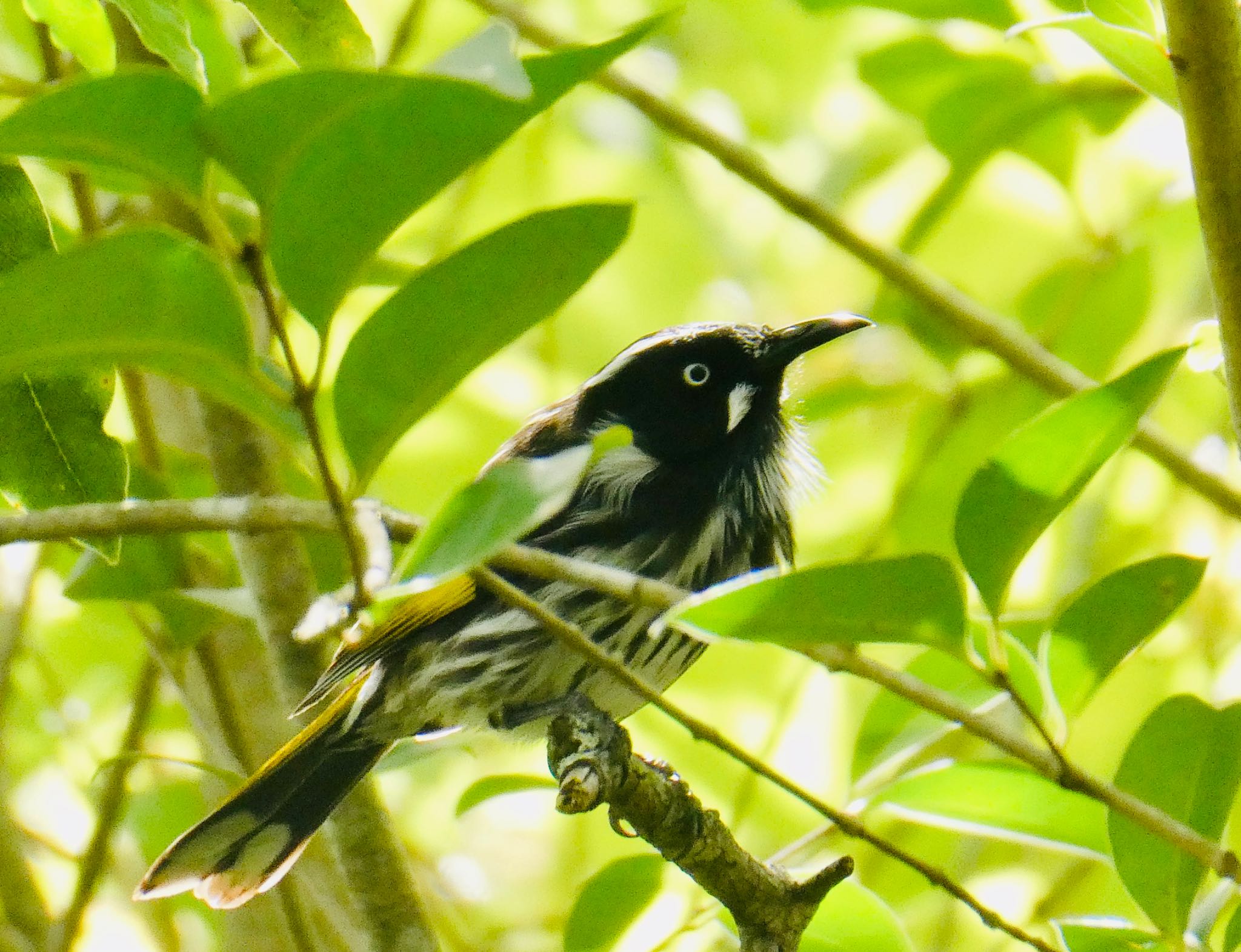 Photo of New Holland Honeyeater at Field of Mars Reserve, East Ryde, NSW, Australia by Maki