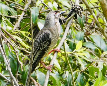 Red Wattlebird Field of Mars Reserve, East Ryde, NSW, Australia Wed, 9/2/2020