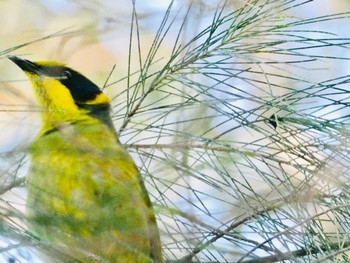 Yellow-tufted Honeyeater