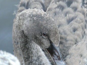 Black Swan Centennial Park (Sydney) Sat, 8/29/2020