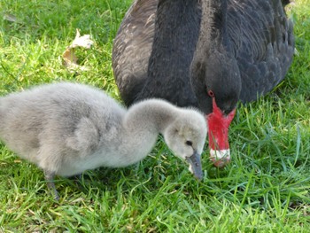 Black Swan Centennial Park (Sydney) Sat, 8/29/2020